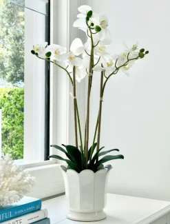 Orchid Phalaenopsis (61cm) White