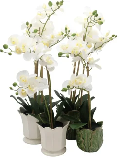 Orchid Phalaenopsis (61cm) White