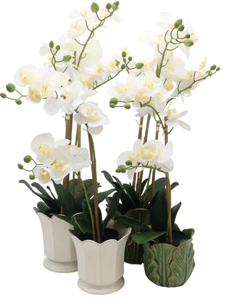 Orchid Phalaenopsis (61cm) White