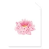 Pink Peony Tag